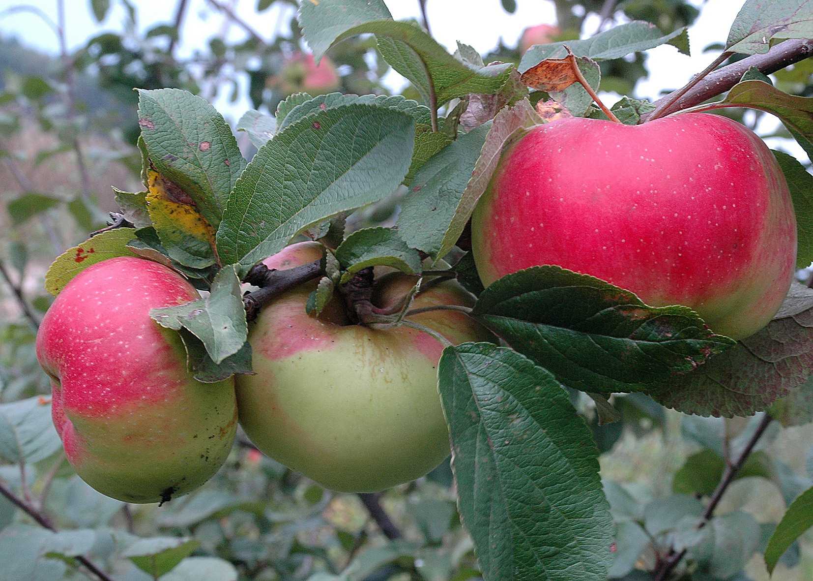 Яблоня богатырь: описание сорта, фото, отзывы садоводов