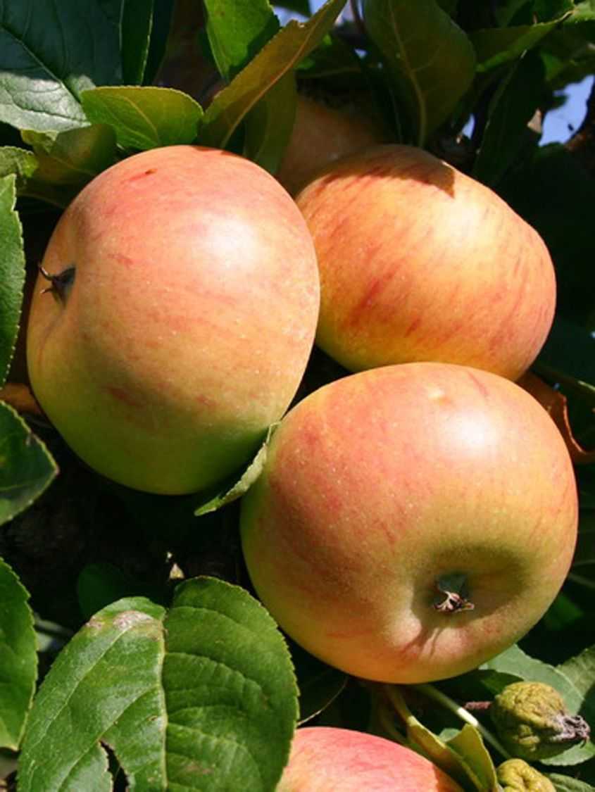 Особенности и описание колоновидных сортов яблони