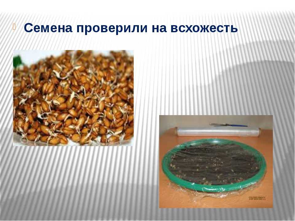 Как определить всхожесть семян?