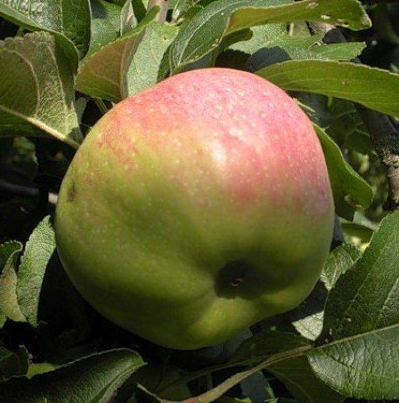 Яблоня богатырь: фото и описание сорта