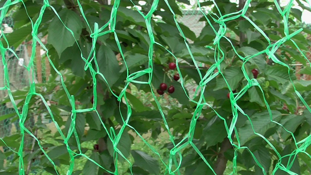 Чтобы сохранить урожай черешни, учимся защищать ее от птиц