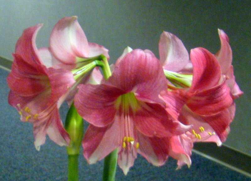 Как заставить цвести гиппеаструм в домашних условиях: что делать, если не цветет