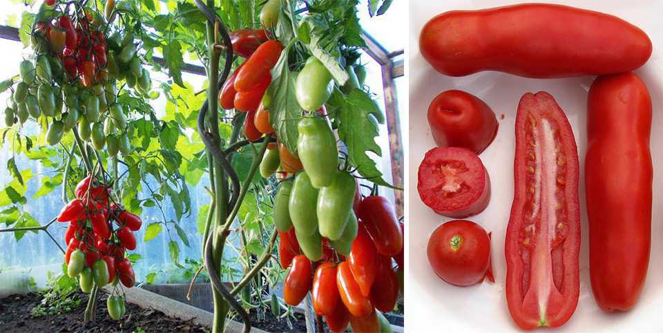 Сорт помидор аурия: урожайность и описание