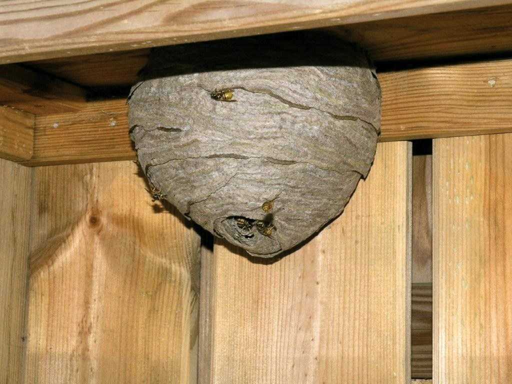 Как избавиться от ос, вывести осиное гнездо быстро и безопасно: наиболее эффективные методы