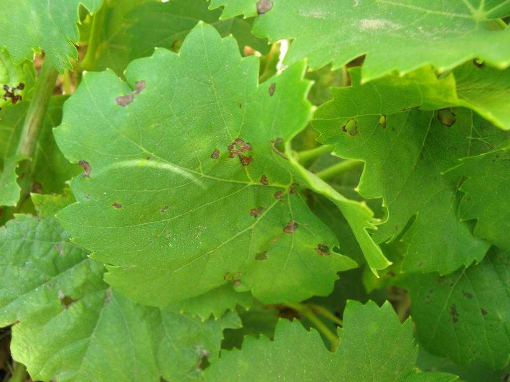 Бурые пятна на листьях винограда: почему появляются, чем обработать