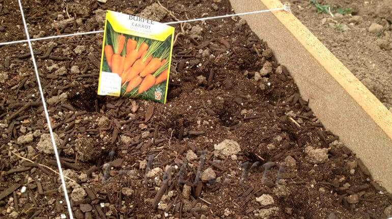 Как сеять морковь, чтобы быстро взошла: как правильно посадить, чтобы ускорить всхожесть семян, что нужно делать перед этим, как вырастить и чем обрабатывать?