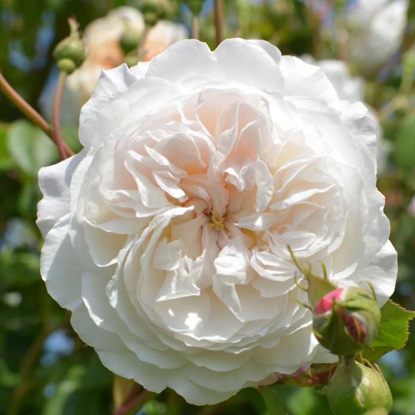 Роза плетистая красная: описание и названия 10 сортов, особенности посадки, выращивания, ухода, цветения, отзывы и фото