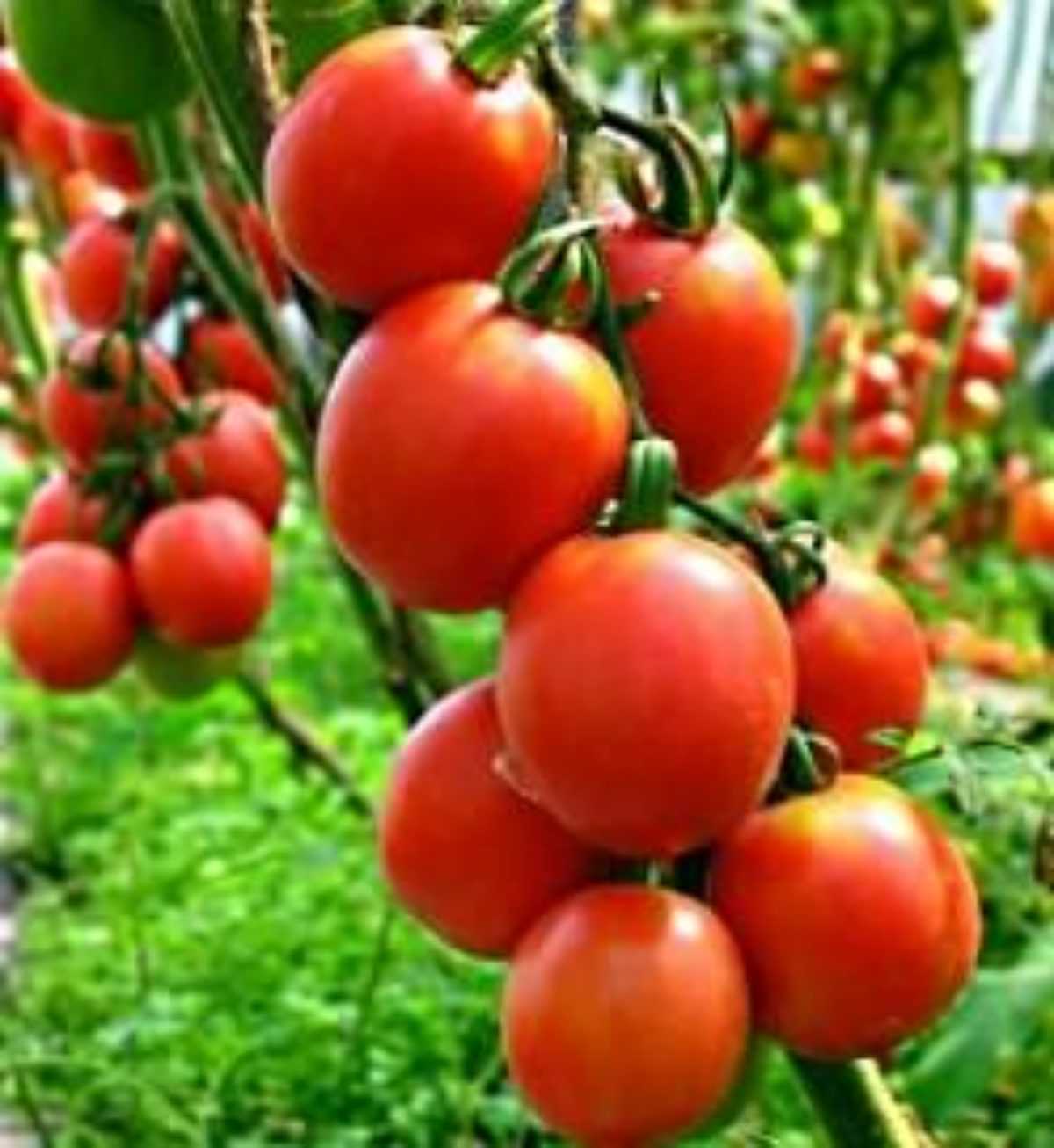 Красивое растение с богатым урожаем сорт томатов — «де барао жёлтый (золотой)»
