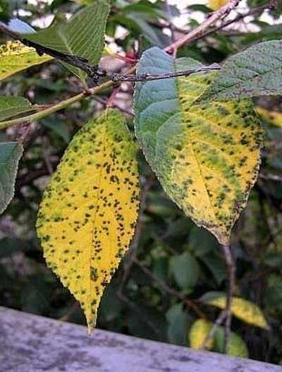 Причины пожелтевших листьев сливы летом