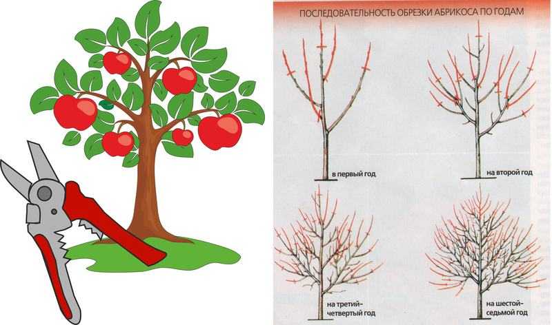 Как правильно формировать яблони от высадки до плодоношения