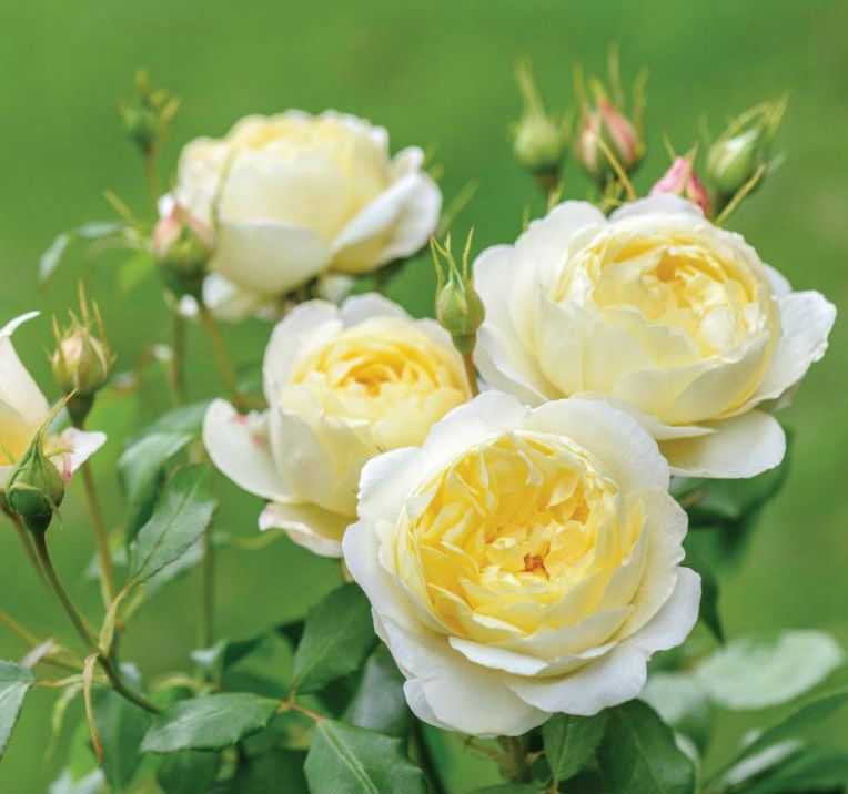 О белых розах: самые красивые и большие, белоснежные и шикарные сортовые цветы
