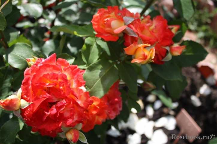 Роза флорибунда кимоно: описание сорта и особенности выращивания красивых цветов