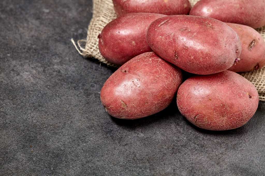 Сорт картофеля ред скарлет: описание, посадка и уход