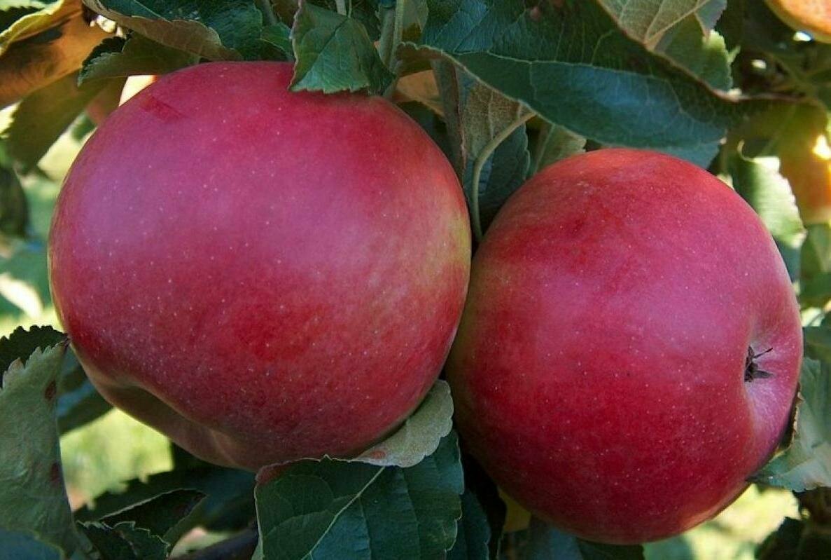 Поздние сорта яблонь: названия, описание, характеристика, фото яблок, достоинства и недостатки