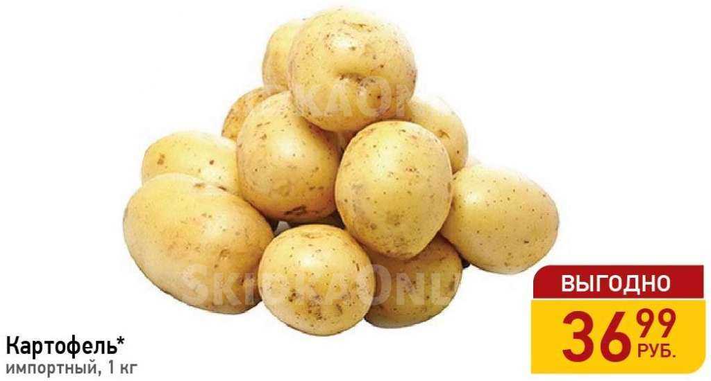 Сорт картофеля «гулливер» – описание и фото