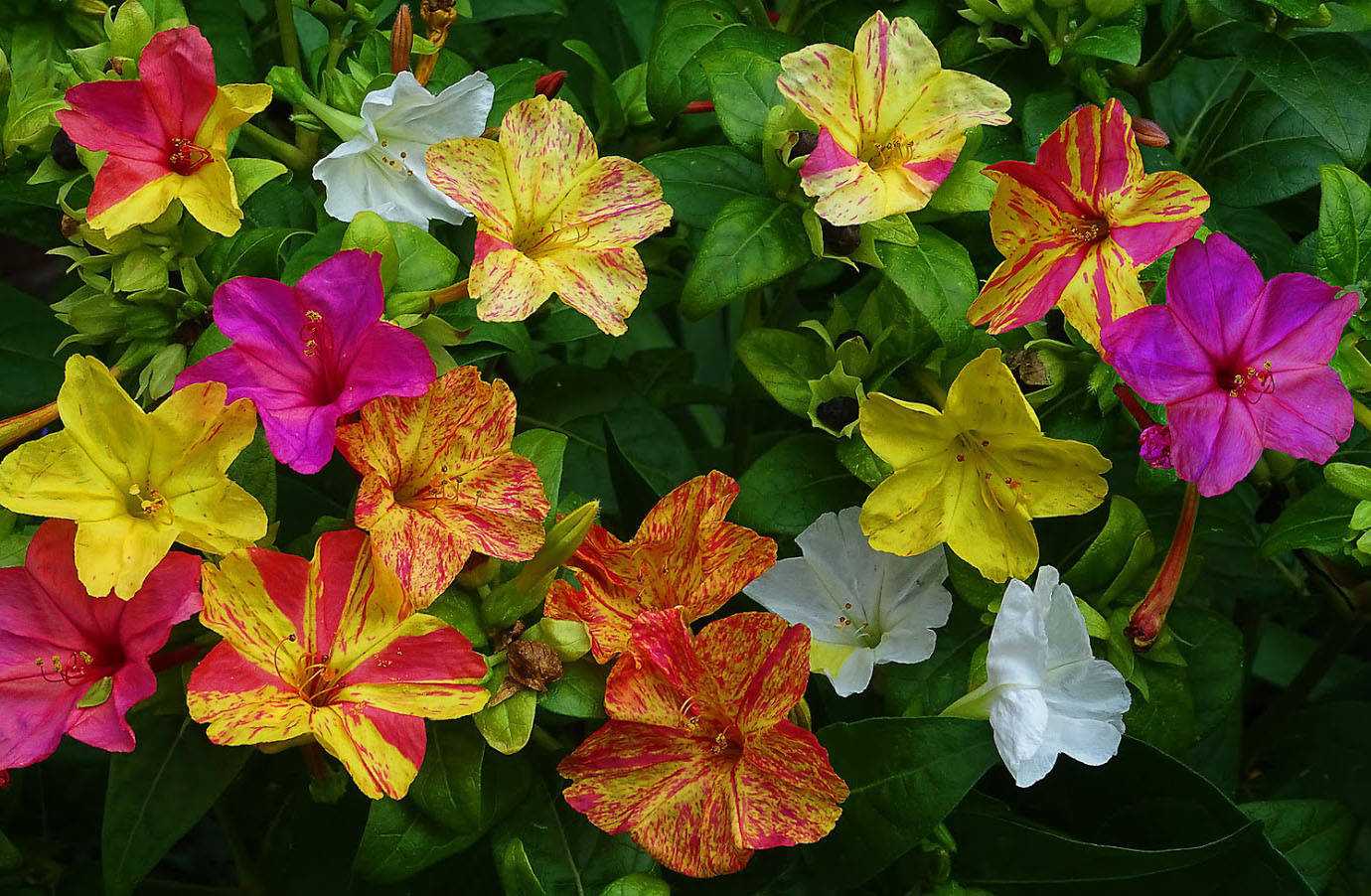 Мирабилис ялапа (Mirabilis Jalapa)