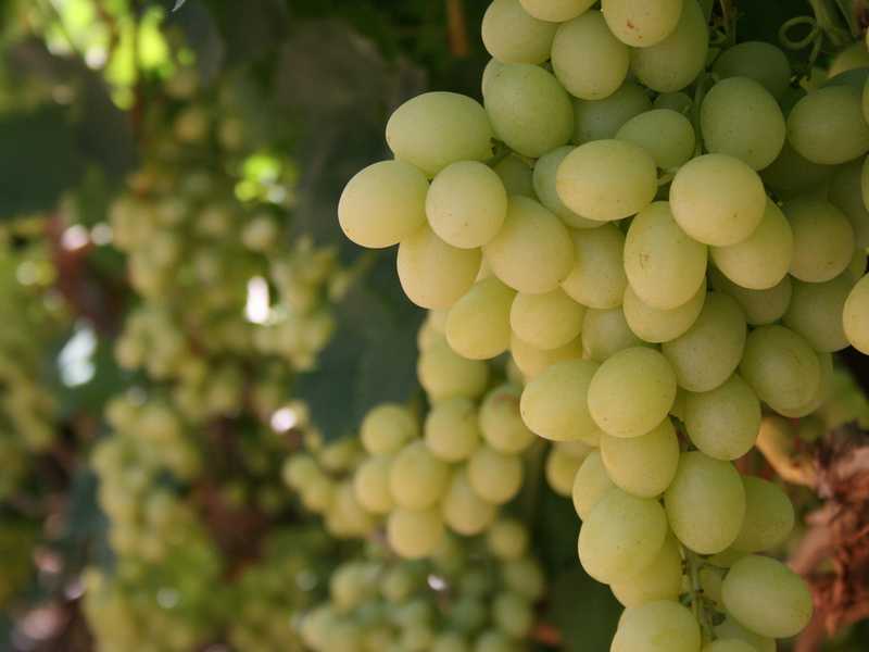 Мускатные сорта винограда с описанием и фото: достоинства, недостатки и сравнительная характеристика
