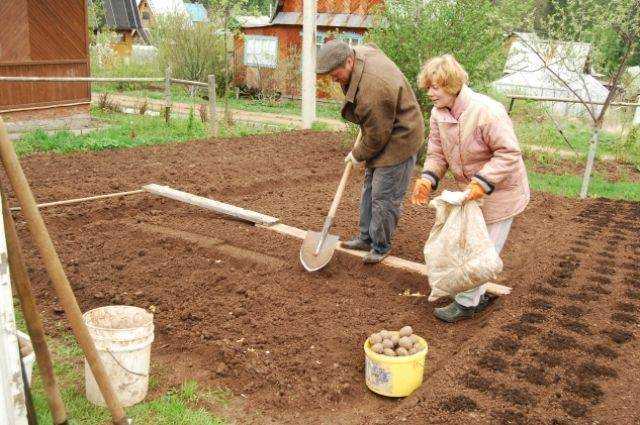 Подготовка почвы под картофель осенью рекомендации специалистов. подготовка земли под картофель осенью