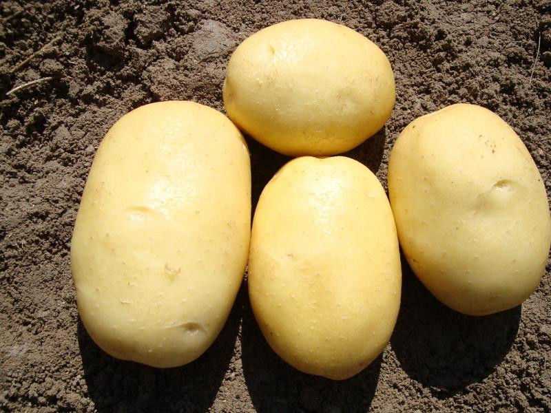 О картофеле азарт: описание семенного сорта, характеристики, агротехника
