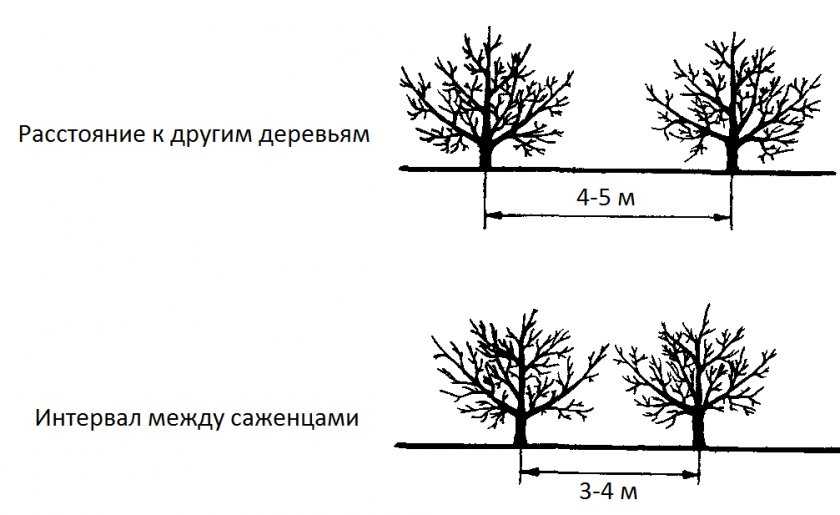 Схема посадки яблоневого сада
