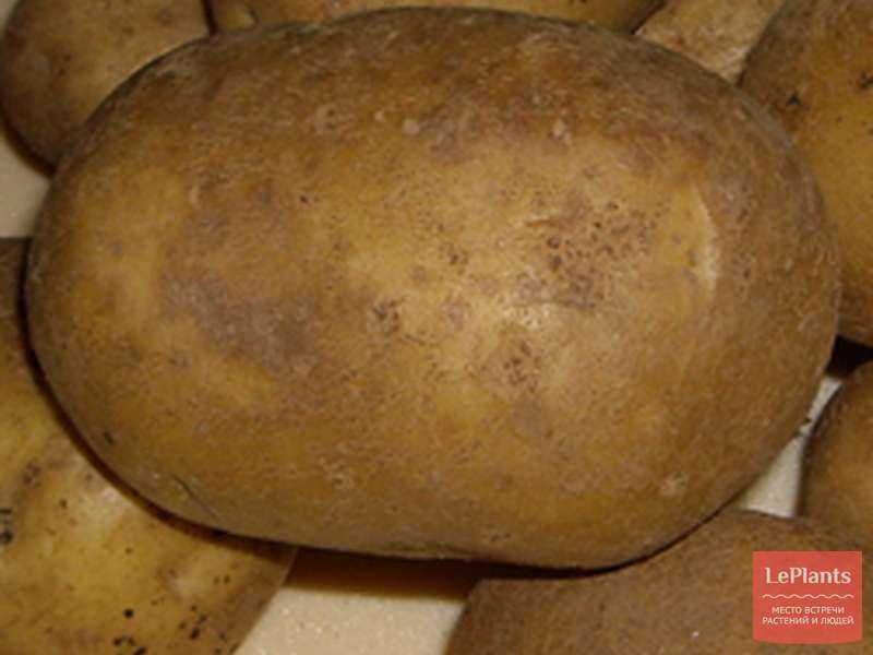 Сорт картофеля «тимо ханккиян»: характеристика, описание, урожайность, вкусовые качества, отзывы и фото