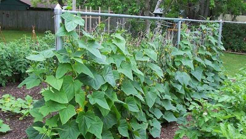 10 важливих правил вирощування огірків у відкритому ґрунті