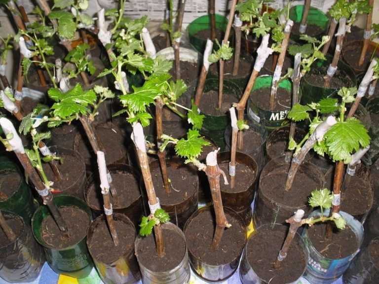 Размножение винограда черенками весной - пошаговая инструкция!