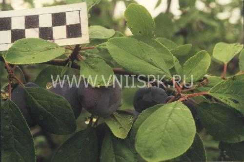 Слива заречная ранняя — вкусный раннеспелый сорт для средней полосы