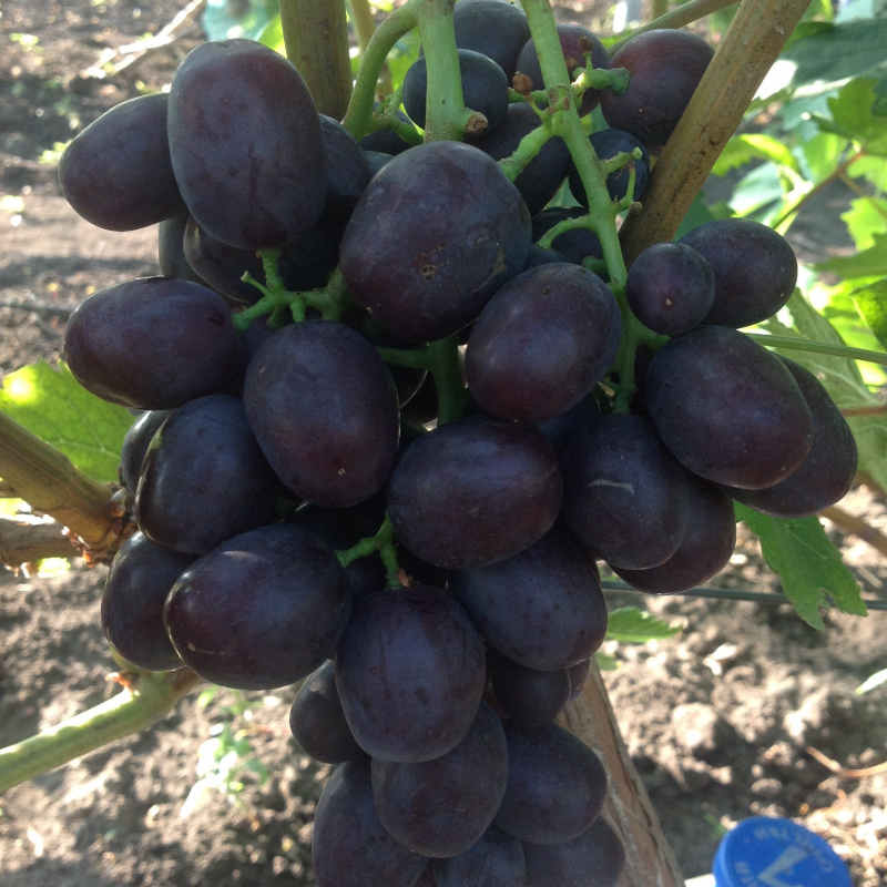 Сорт винограда Сенатор: описание, особенности, рекомендации по разведению и содержанию