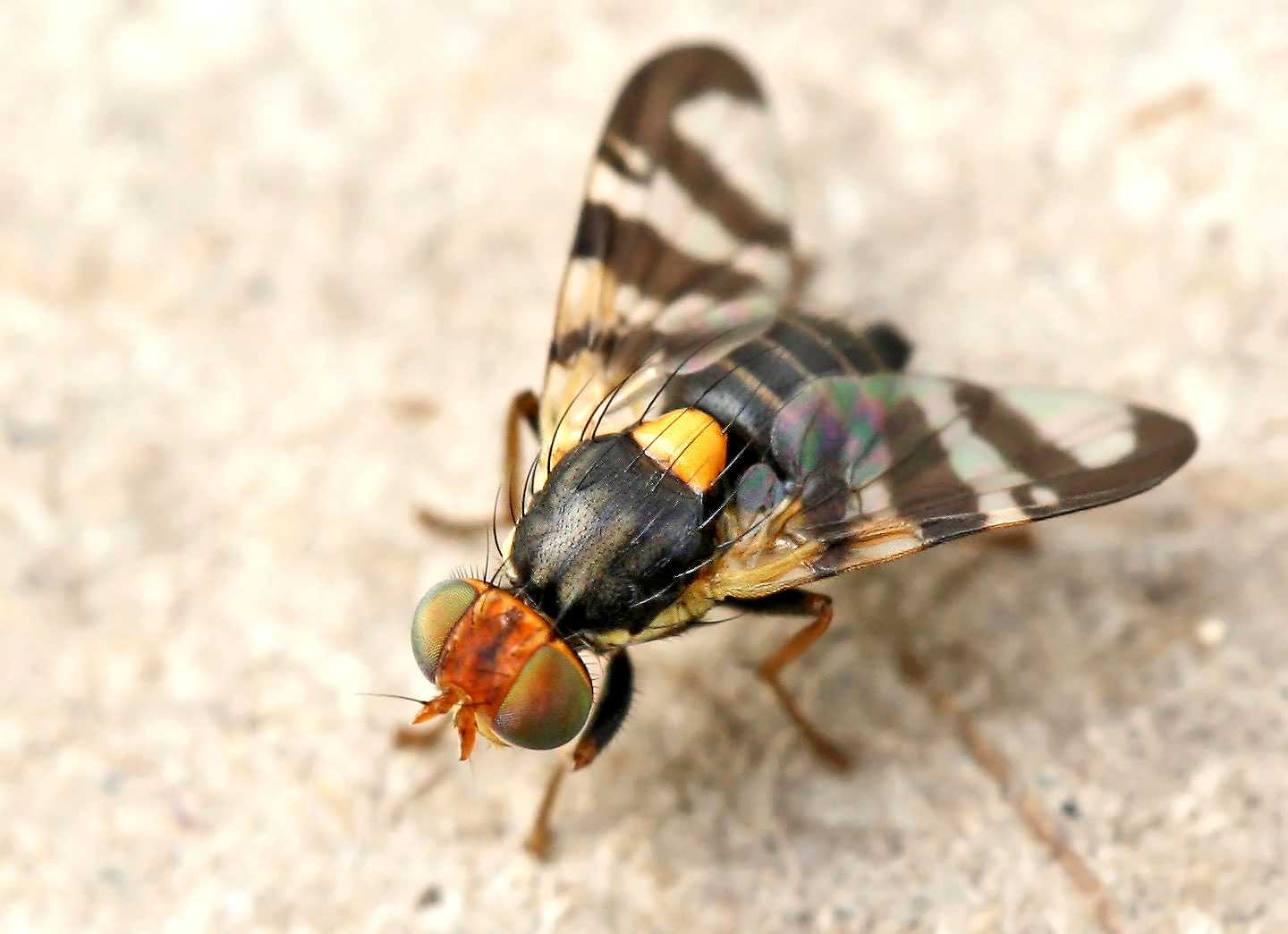 Как бороться с вишневой мухой: чем обработать черешню и вишню от вредителя, ловушки