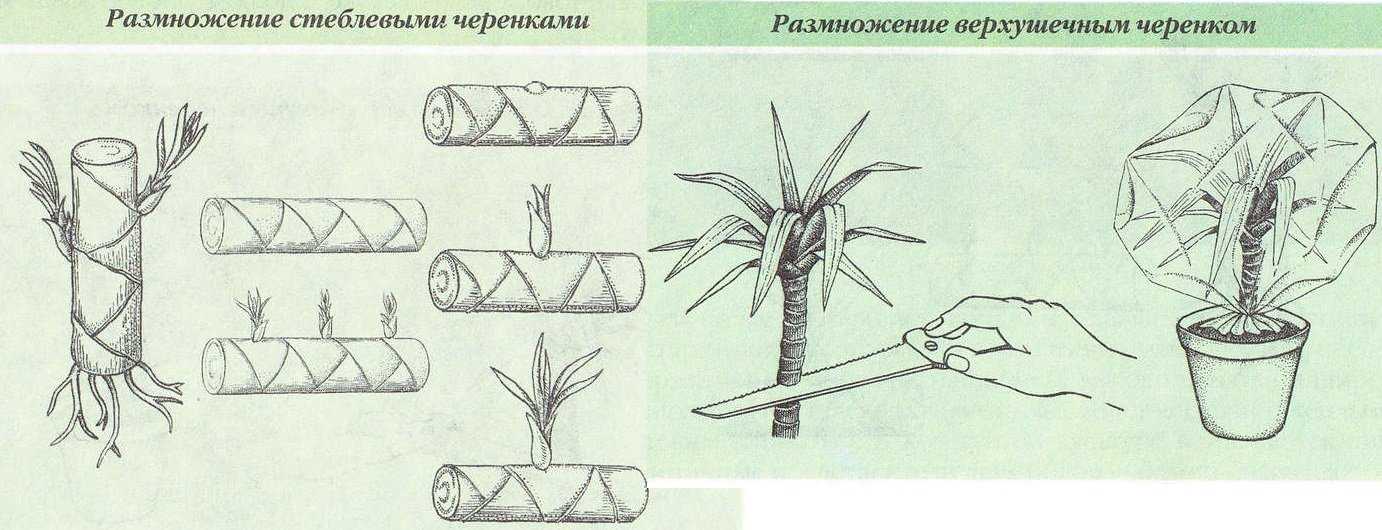 Рассмотрите рисунок на котором агроном изготовил стеблевые черенки