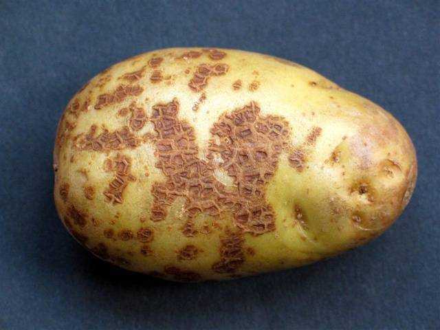 Гулливер: описание сорта картофеля, характеристики, агротехника