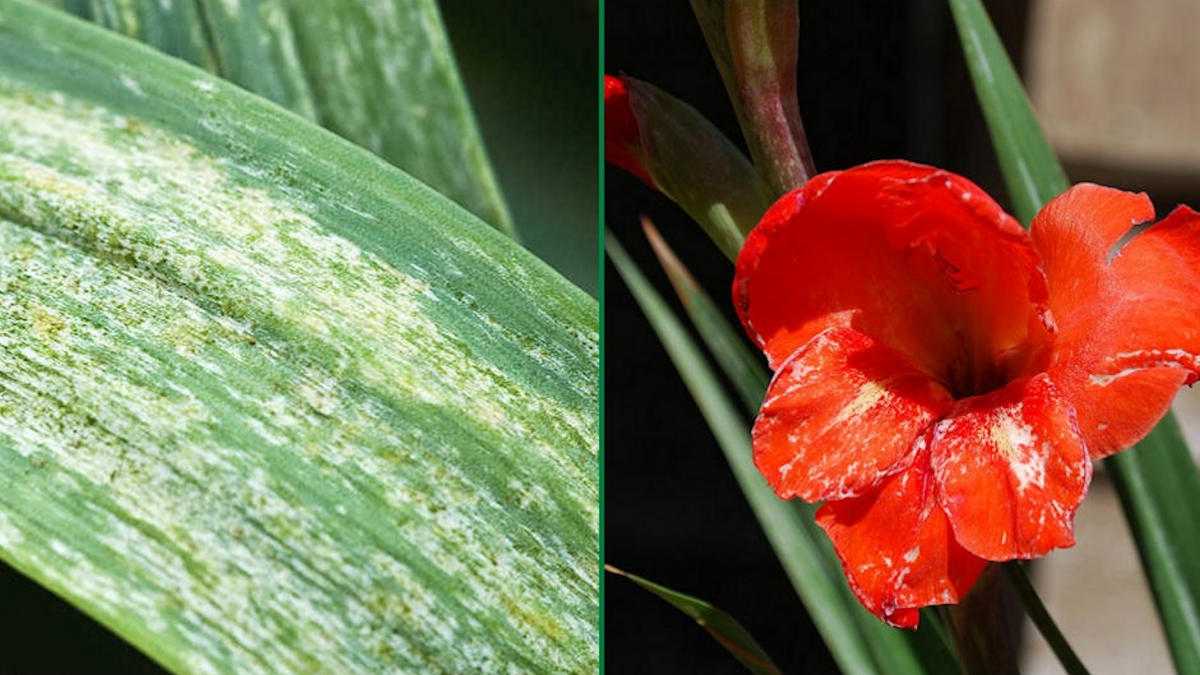Описание болезней цветков хлорофитумов: причины, как бороться, вредители