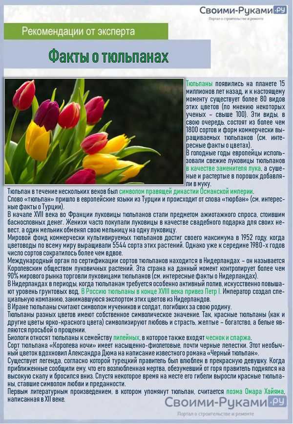 О цветах тюльпанах: как выглядят, описание (тюльпаны в ландшафтном дизайне)