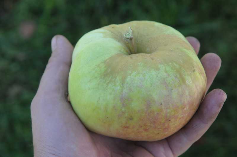Яблоня богатырь: описание сорта, фото, отзывы садоводов