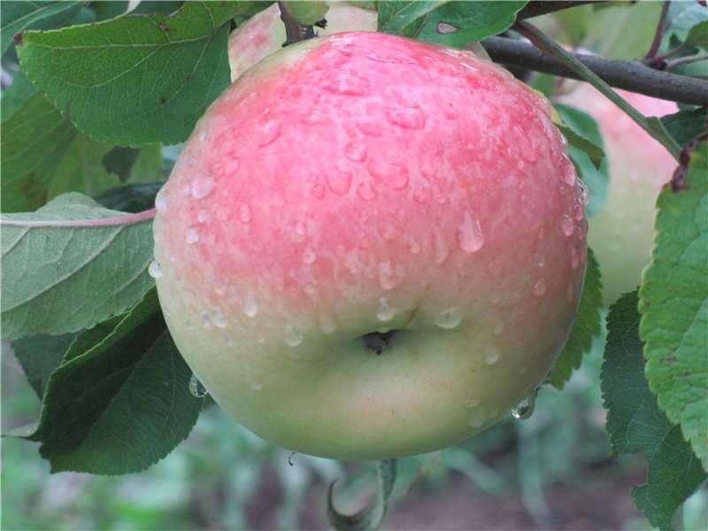 Сорта яблонь для средней полосы с фото
