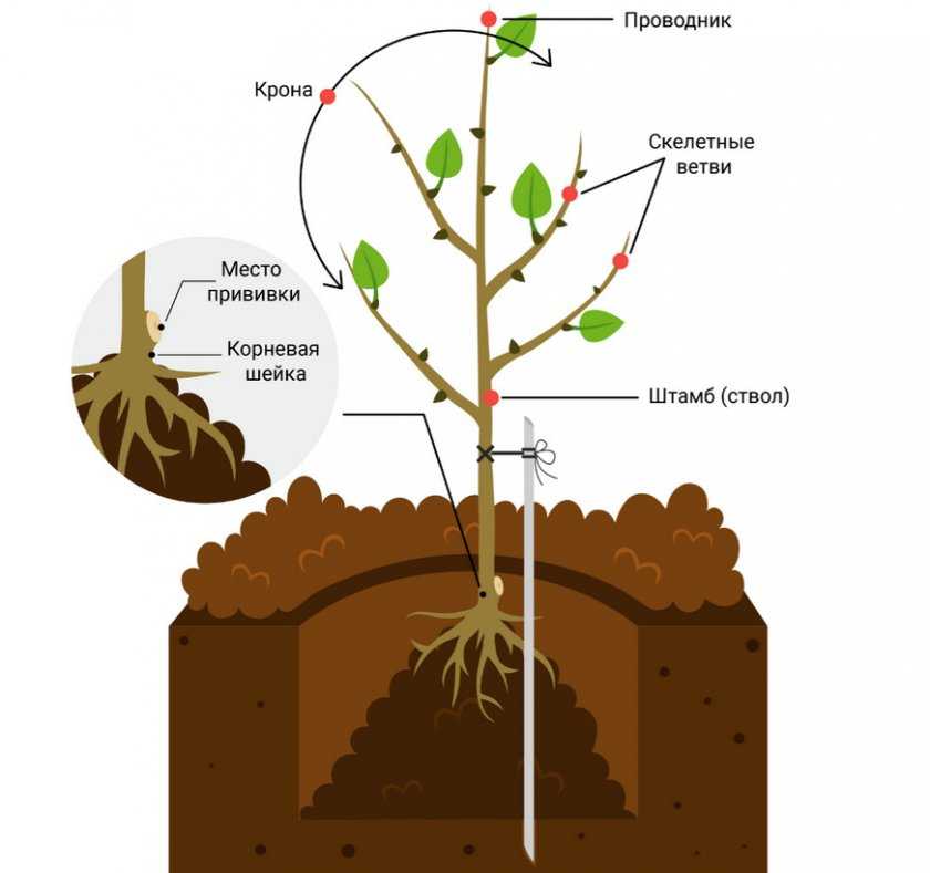 Корневая система абрикоса схема