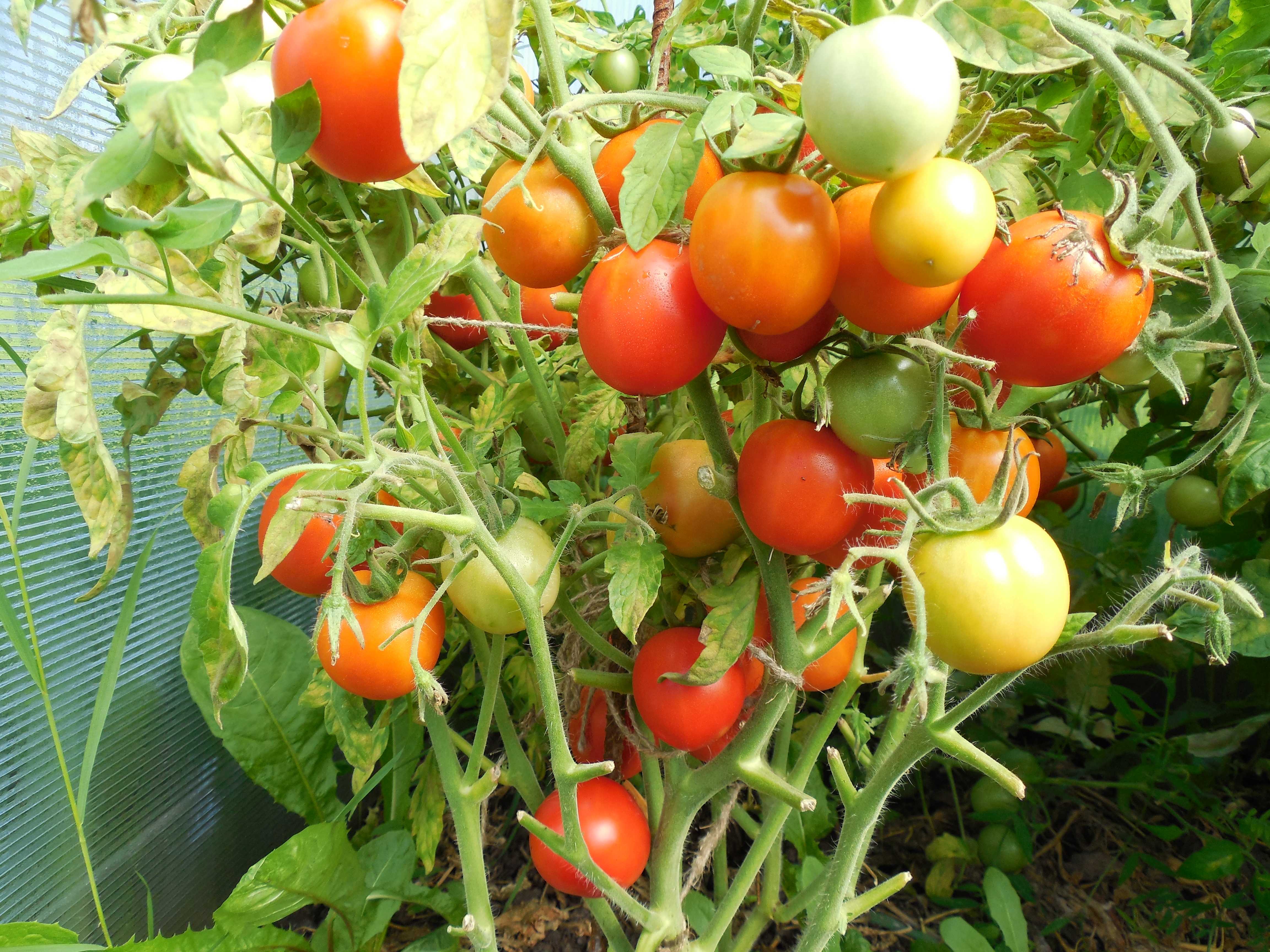 Детерминантные (низкорослые) томаты