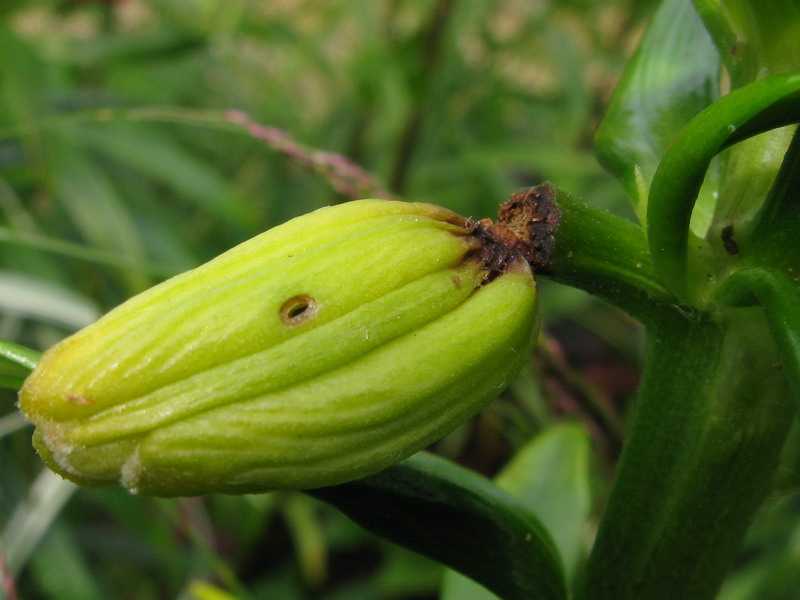 Болезни лилий и лечение: почему желтеют, мельчают листья, как бороться с вредителями?