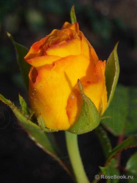 Описание и характеристики желтой розы керио: что это за чайно-гибридный сорт