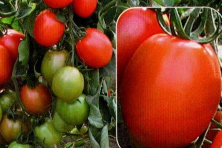 Какие семена томатов выбрать?
