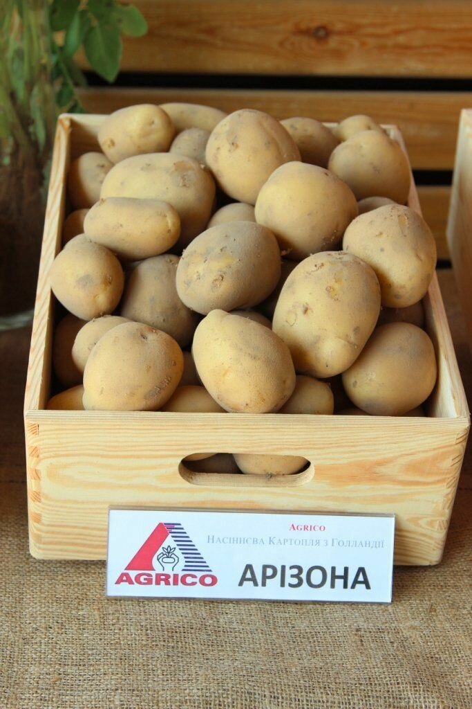 Аризона: описание семенного сорта картофеля, характеристики, агротехника