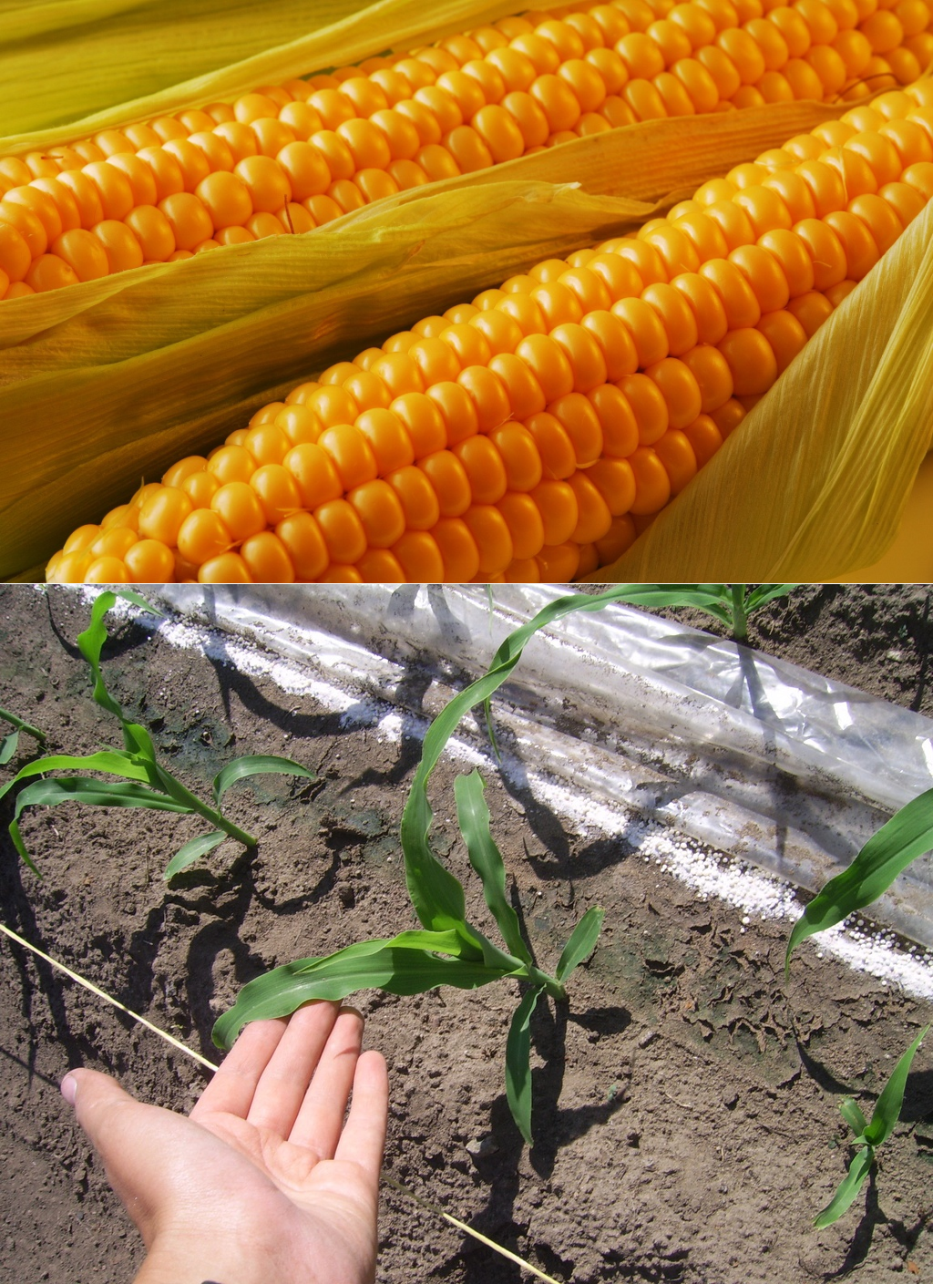 Как посадить кукурузу в огороде. Кукуруза в огороде. Кукуруза на грядке. Посев кукурузы. Кукуруза в открытом грунте.
