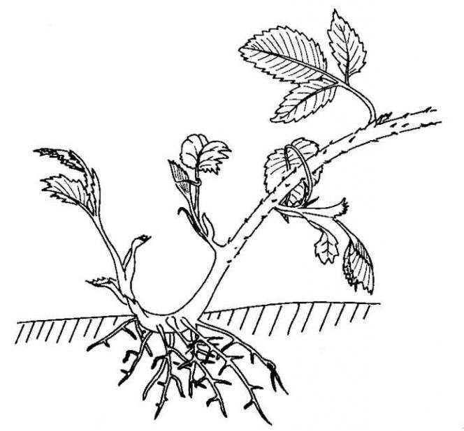 Посадка ежевики весной и осенью уход и обрезка болезни размножение сорта садовой ежевики фото