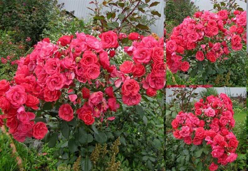 Кустовые розы: сорта и правила ухода