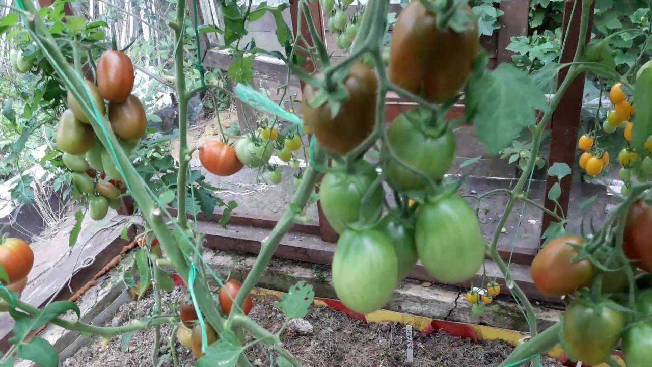 Гигантский сорт томата «де барао оранжевый»: описание, характеристика, посев на рассаду, подкормка, урожайность, фото, видео и самые распространенные болезни томатов