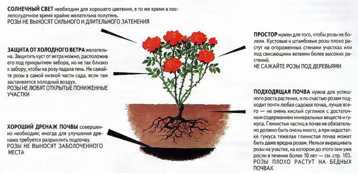 Роза пиано: описание сорта, способы размножения и борьбы с вредителями