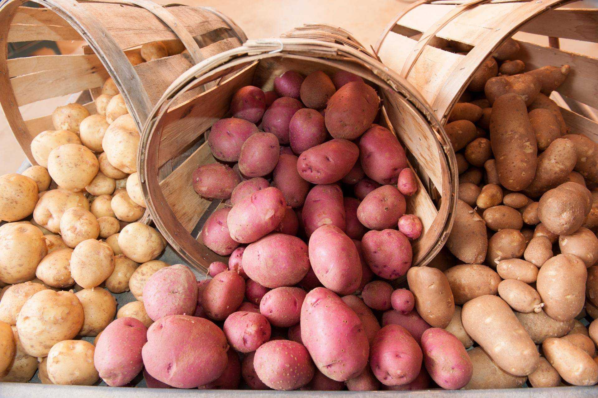 Тимо: описание семенного сорта картофеля, характеристики, агротехника