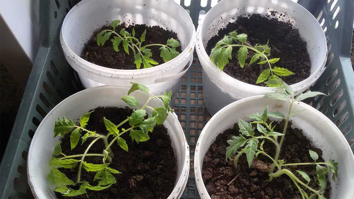 Китайский метод выращивания рассады томатов: выращивание, технология, способ посадки