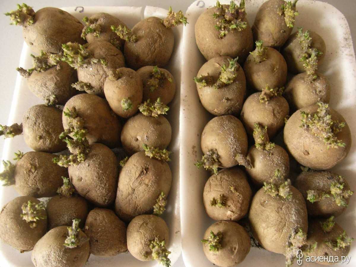 Проращивание картофеля для посадки в домашних условиях. Семенной картофель яровизация.